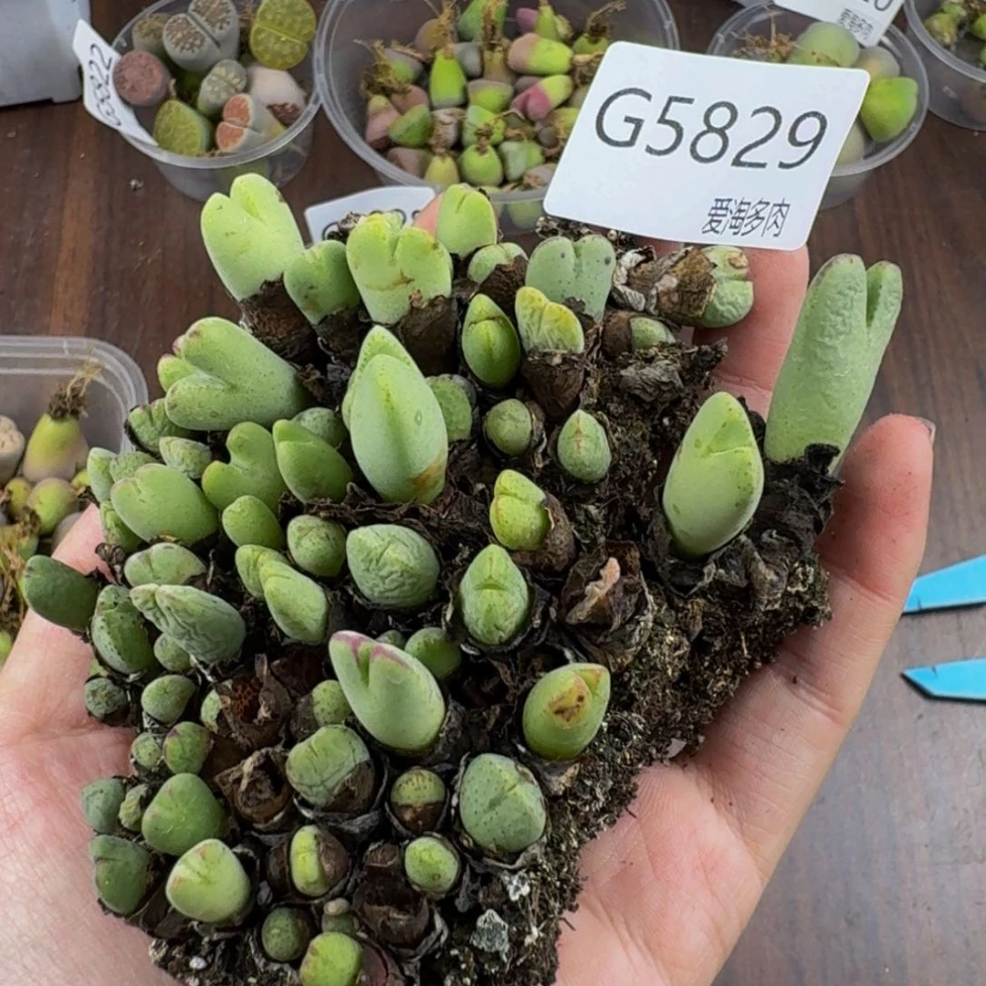 5829--生石花 肉锥