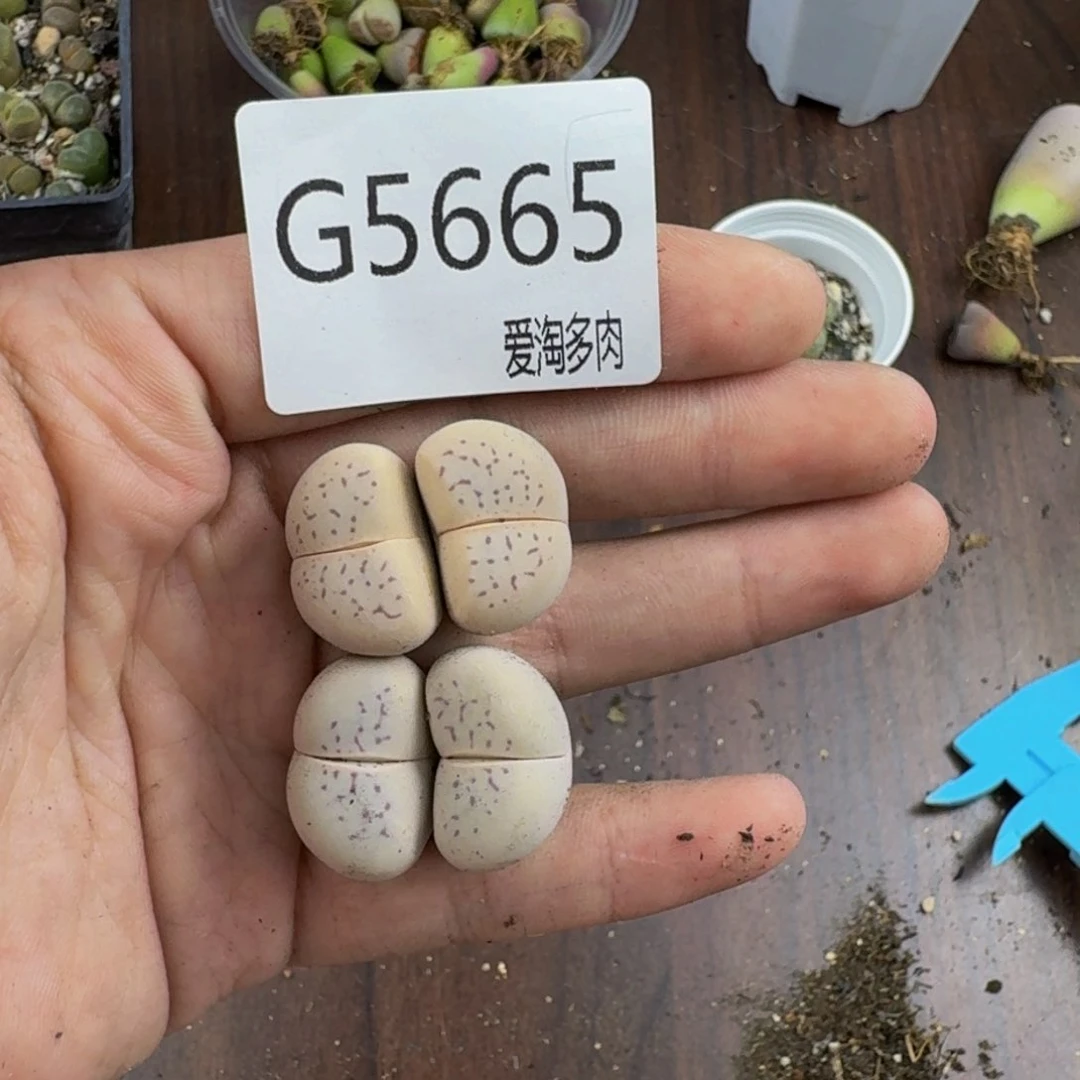鹤*5665--生石花 肉锥