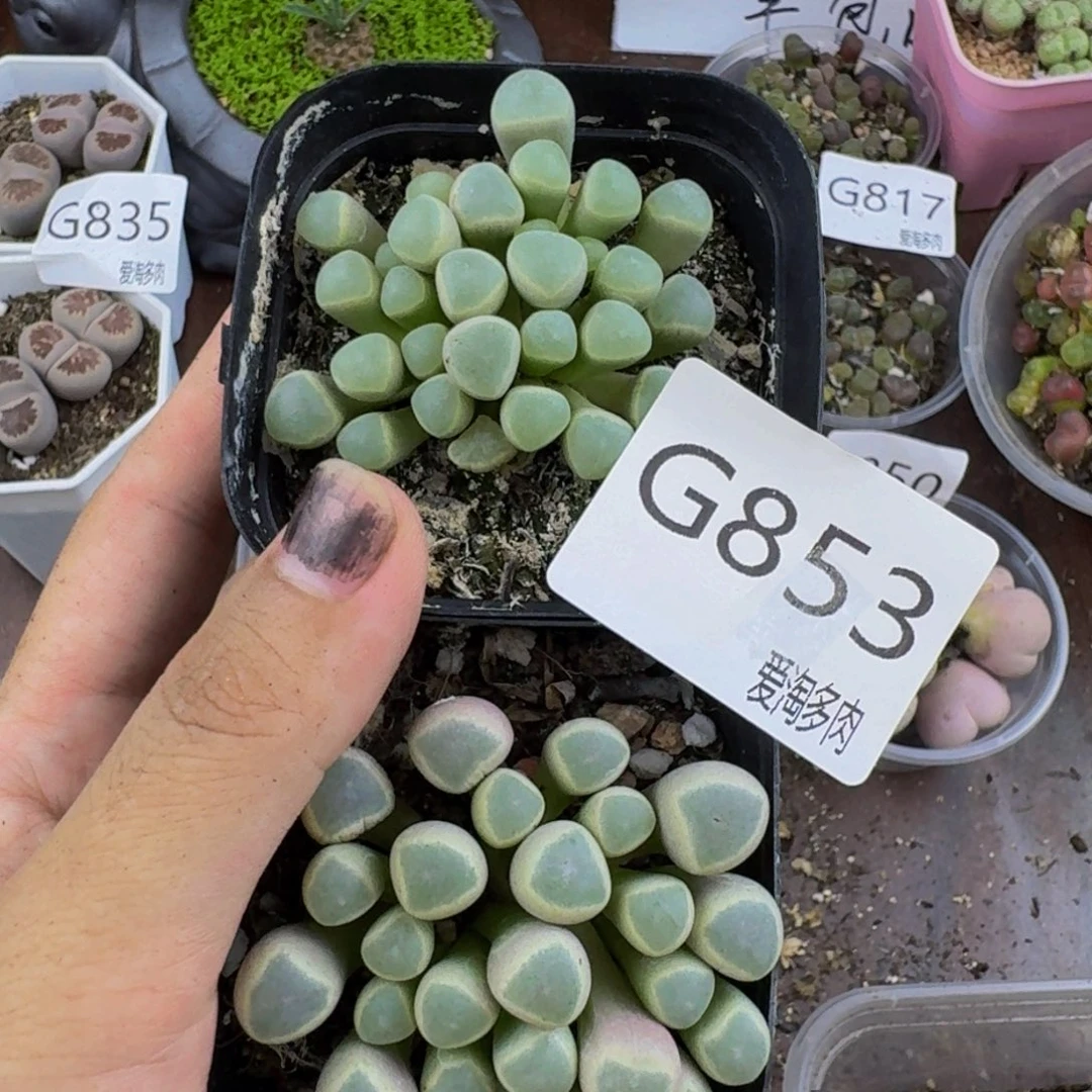 853--生石花 肉锥