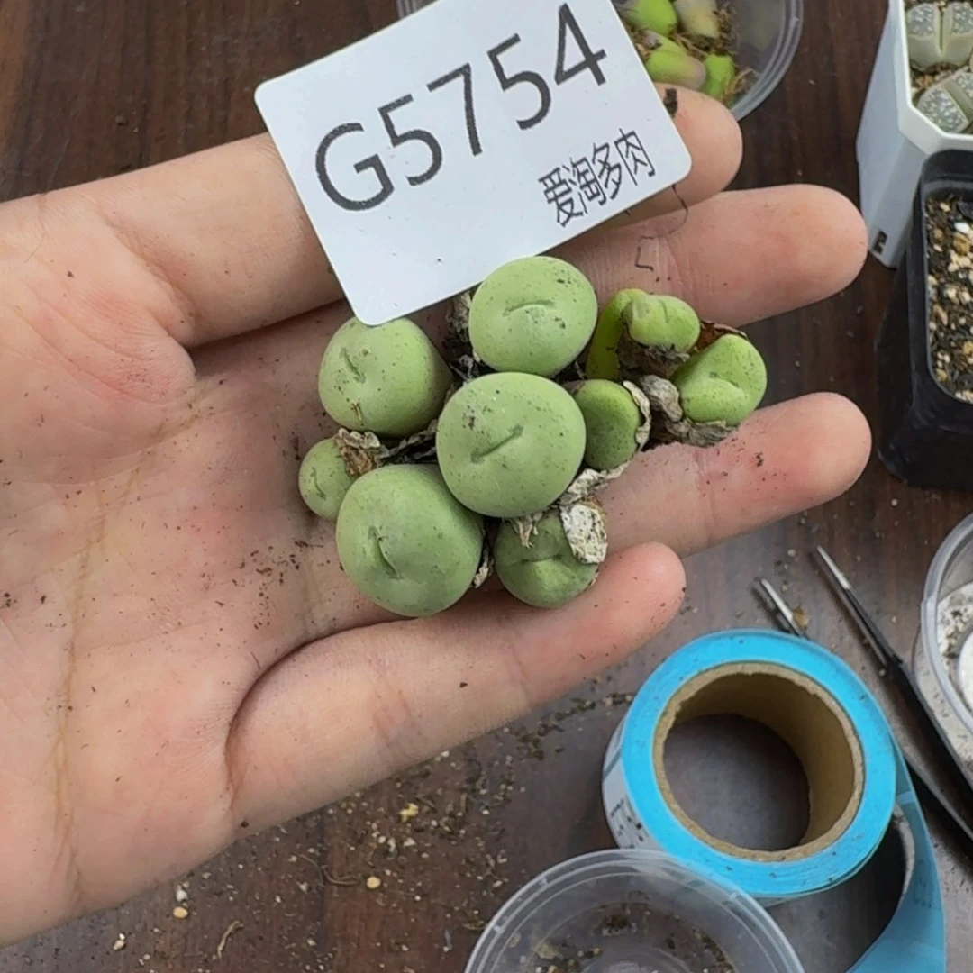 5754--生石花 肉锥
