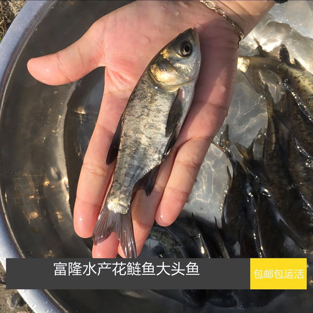 养殖优质花鲢鱼大头鱼鳙鱼各种规格大小包邮包运活空运发货地区