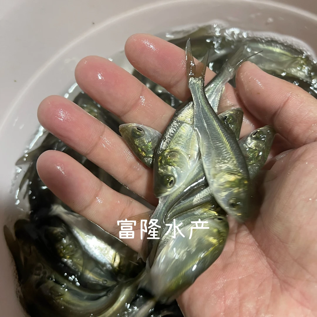良种白鲢鱼 白扁鱼 清理水质渔场直发