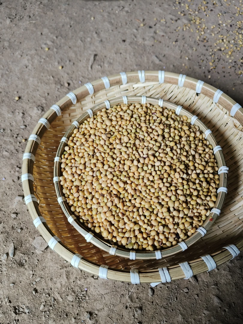 彝家老品种黄豆（来自深山不上肥）