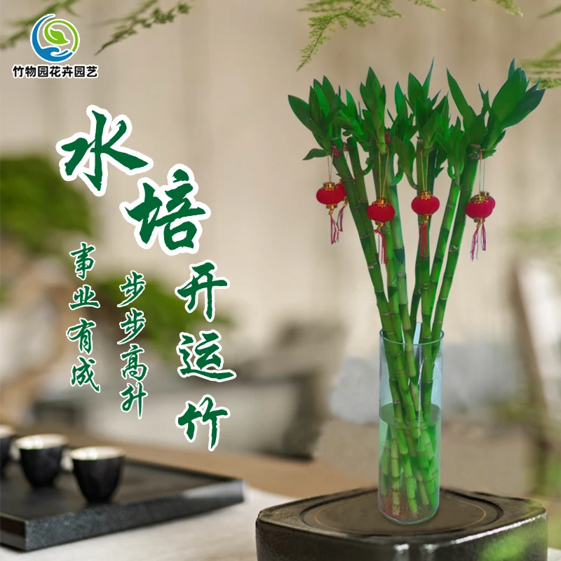 带根开运竹特粗园艺水培养护种植办公室卧室清新净化空气盆栽易活