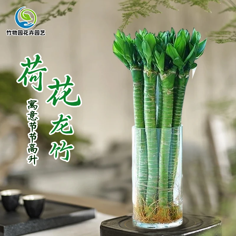 带根发货特粗荷花多头龙竹富贵竹自然净化空气盆栽懒人转运竹易活
