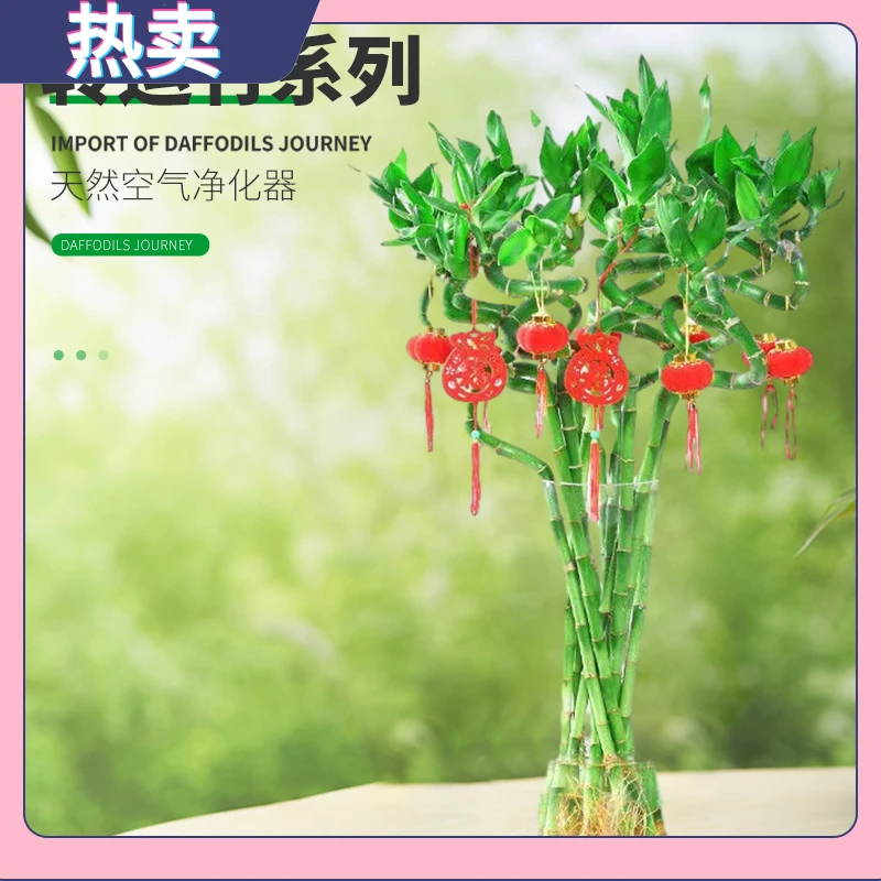 弯竹转运竹造型独特富贵竹带根发客厅室内办公室玄关盆栽养殖绿植