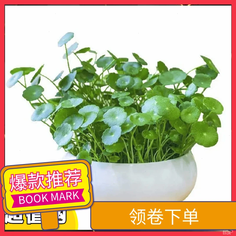 水养种籽水培植物铜钱草常绿四季大种播种叶子花卉盆栽草籽子室内