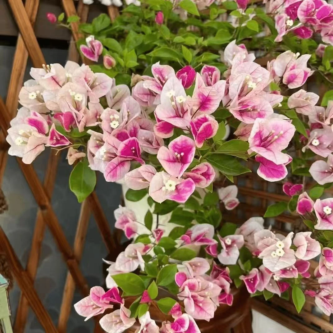 1【漳红樱带花】三角梅养护四季勤花庭院阳台爬藤盆栽盆景好养