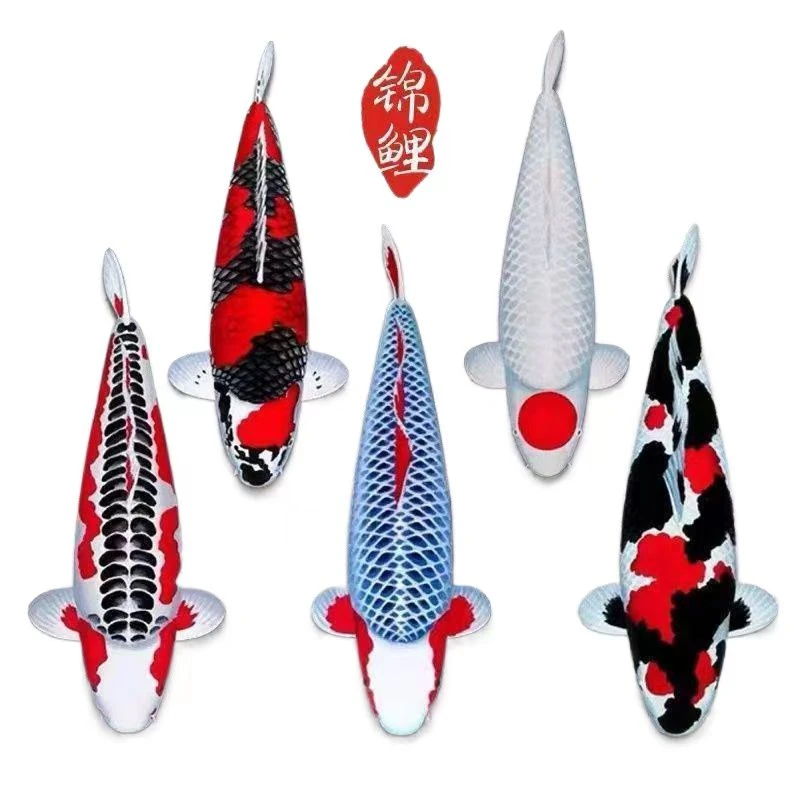 纯种精品锦鲤观赏鱼顺丰包邮包活