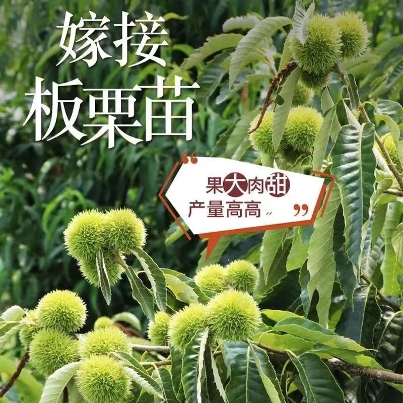 板栗树苗耐寒，耐旱，耐贫瘠，适应性强，盆栽地栽。