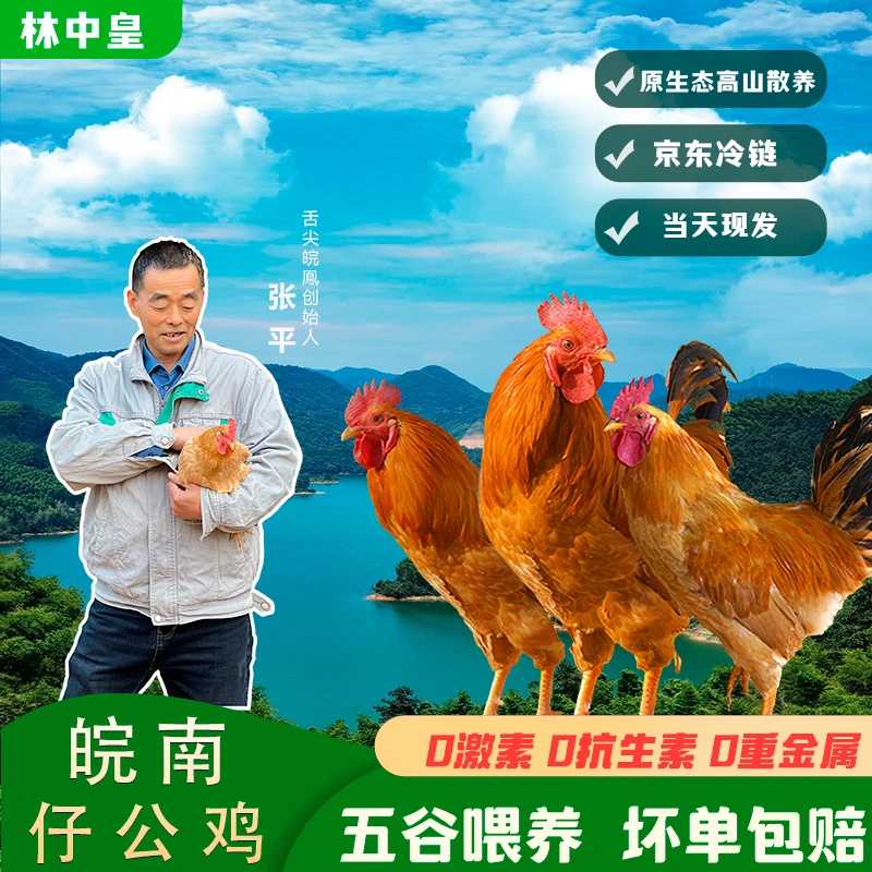 【散养童子鸡】正宗散养皖南童子鸡仔公鸡鲜嫩健康