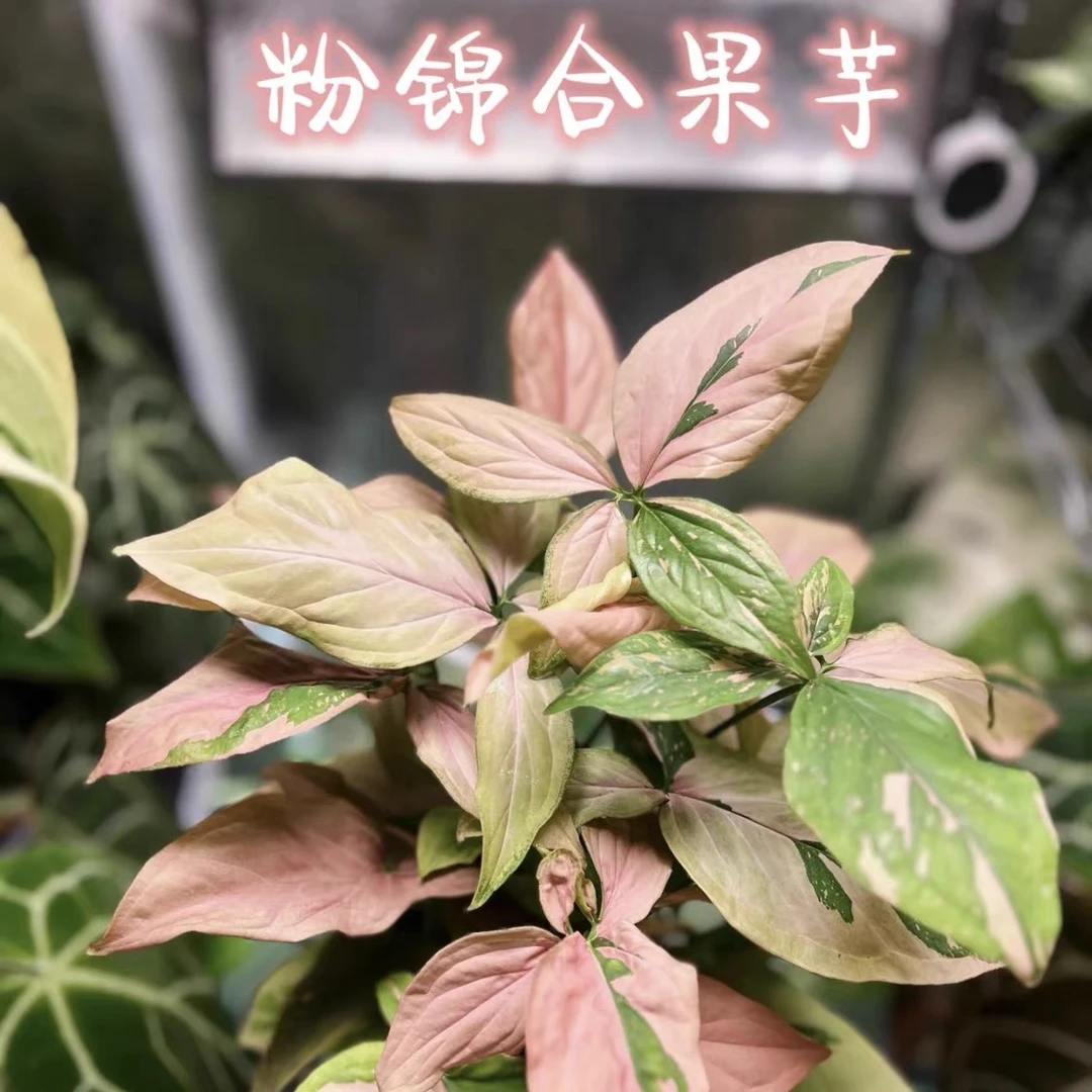 粉锦合果芋粉溅糖果纸屑圣诞极锦二型叶室内阳台进口绿植物盆栽