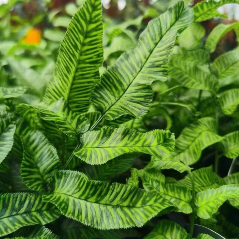 斑马蕨 金色斑马蕨叶艺蕨类植物盆栽客厅办公室趣味绿植耐阴好养