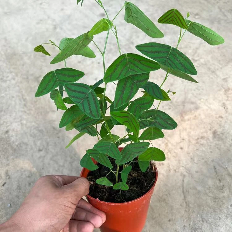 飞机蝴蝶草 蝙蝠草进口植物热带网红稀有绿植室内阳台净化空气