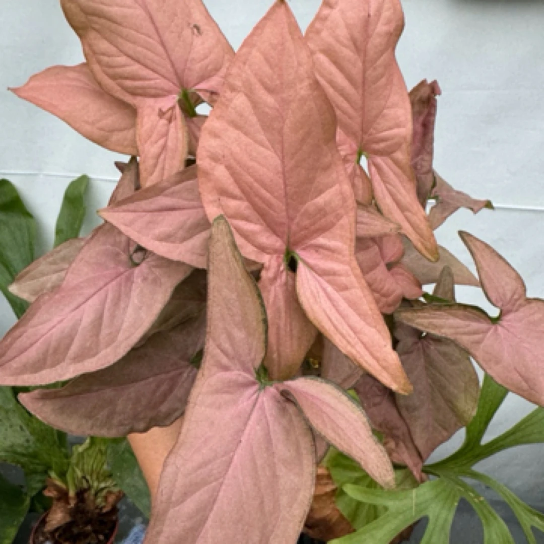 绿萝粉箭合果芋爬藤桌面室内好养多年生垂吊可水培懒人花网红四季