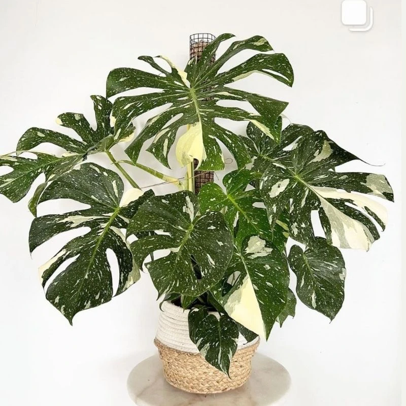 洒金龟背竹白龟 ins风网红进口绿植盆栽室内阳台观叶植物好养