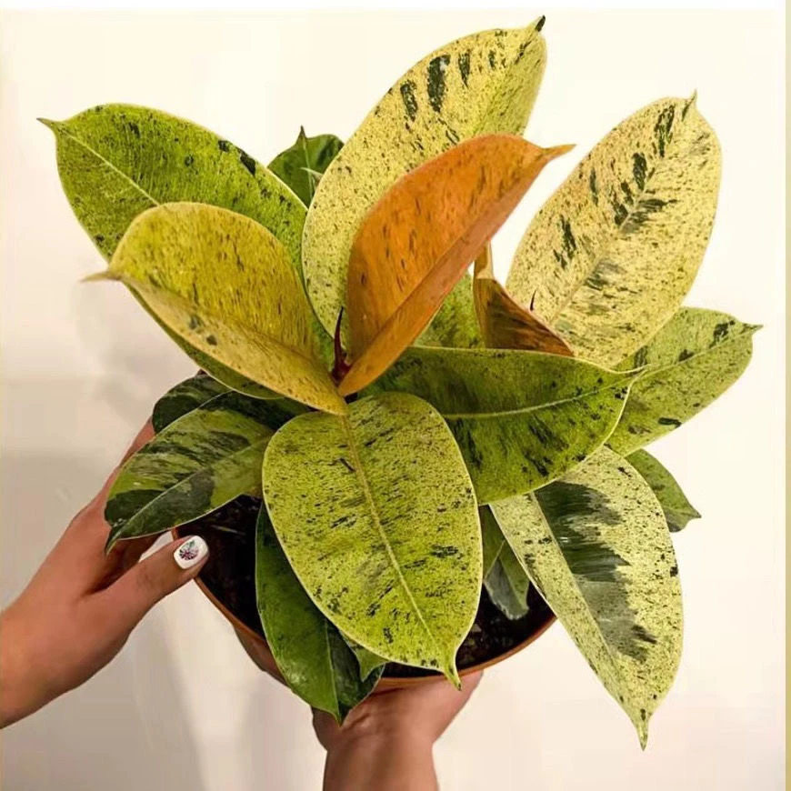 网红雀斑小姐橡皮树室内庭院绿植盆栽四季常青懒人好养上档次植物