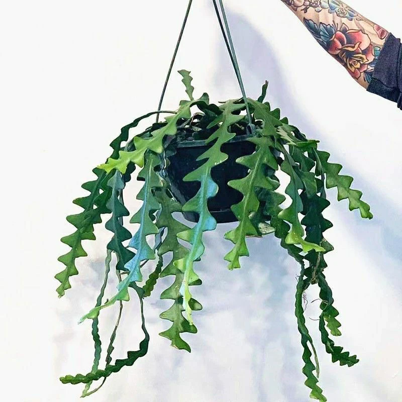 鱼骨昙花 锯齿造型植物荷花令箭 可垂挂夏型种多肉植物包邮