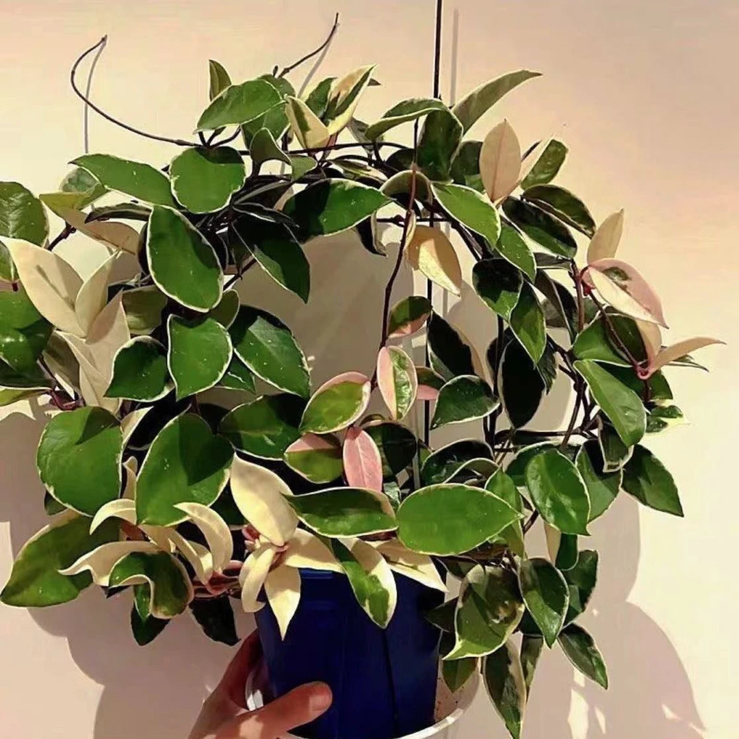 花叶球兰三色球兰外锦球兰绿植ins风盆栽客厅阳台办公室网红绿植