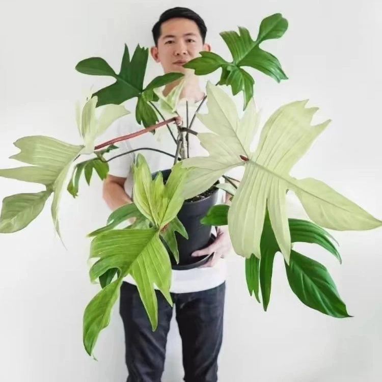 佛罗里达幽灵飞机蔓绿绒Floridaghost进口室内观叶绿植盆栽精选