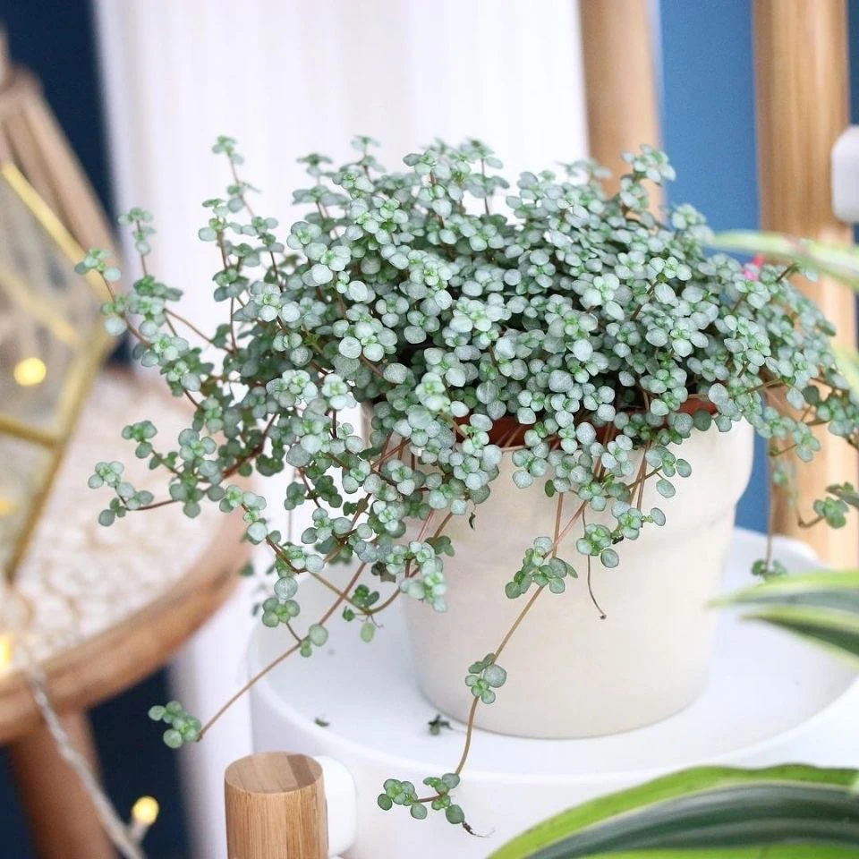 精选灰绿冷水花BB草ins观叶桌面垂吊盆栽雨林缸植物耐阴办公桌