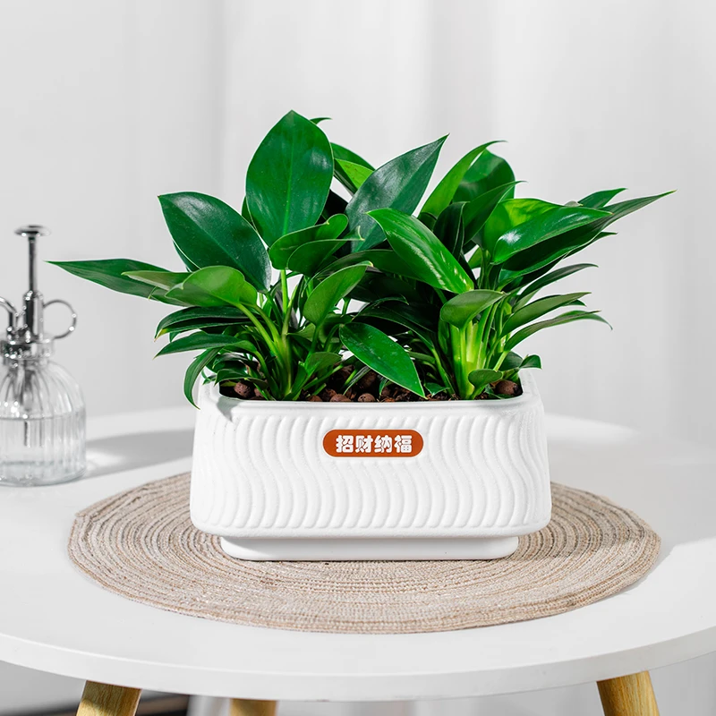 大叶金钻绿公主室内办公桌面盆栽好养护鲜活美观绿植绿色清洗