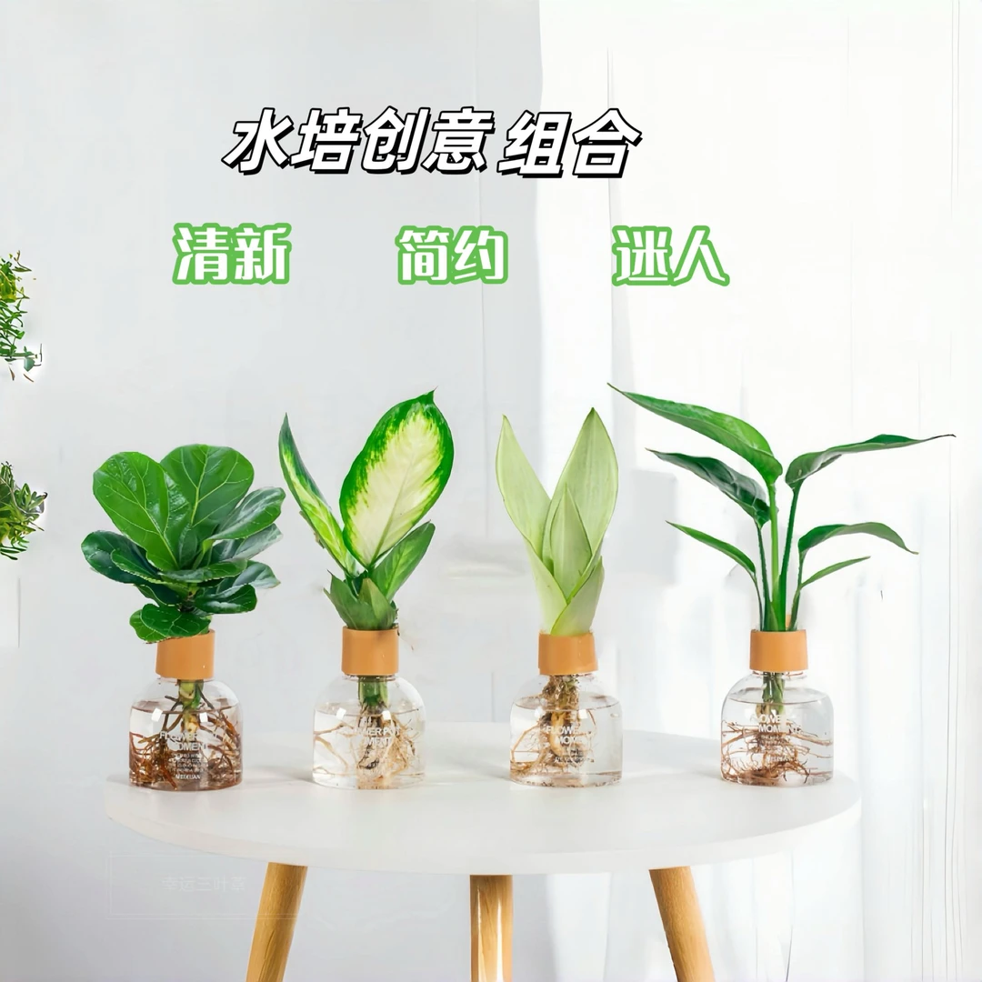 【买三送一】琴叶榕玛丽安白玉兰天堂鸟水培植物室内绿植盆栽清新