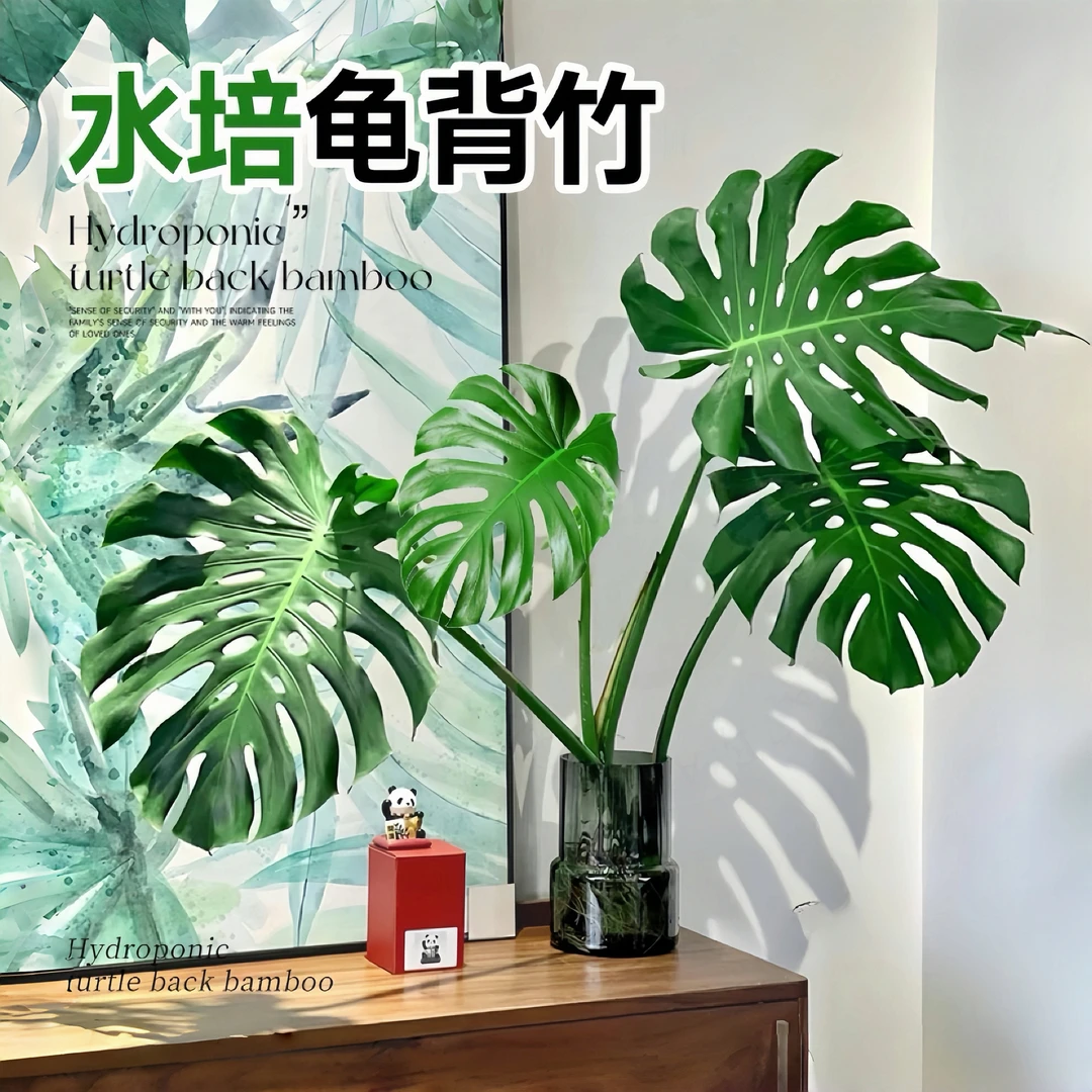 老桩水培龟背竹室内客厅绿植美观叶植物盆栽鲜活清新盆景第一名