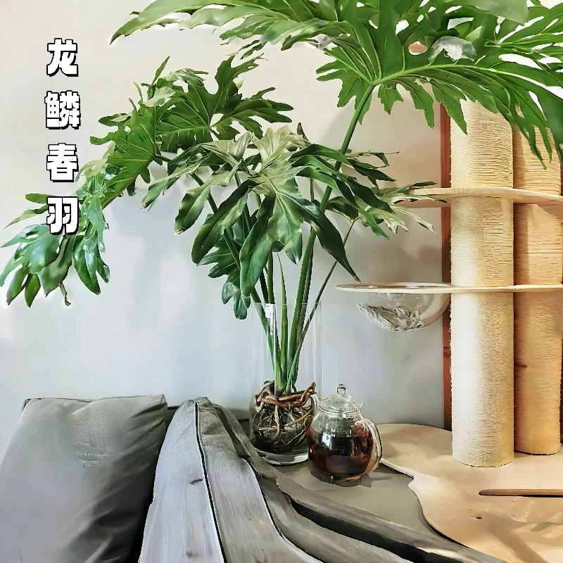 老桩龙鳞春羽水培绿植客厅室内植物盆栽好养护鲜活花卉美观叶简约