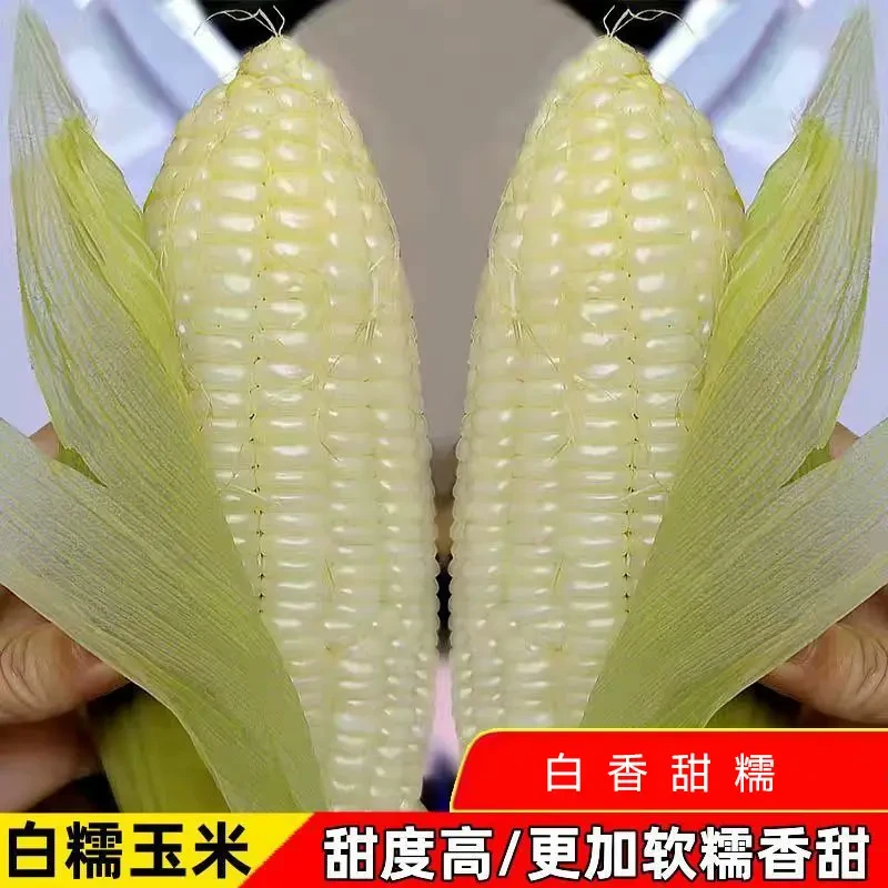 白檽甜玉米种子高产矮杆大棒四季播大籽玉米蔬菜超甜糯玉米种子