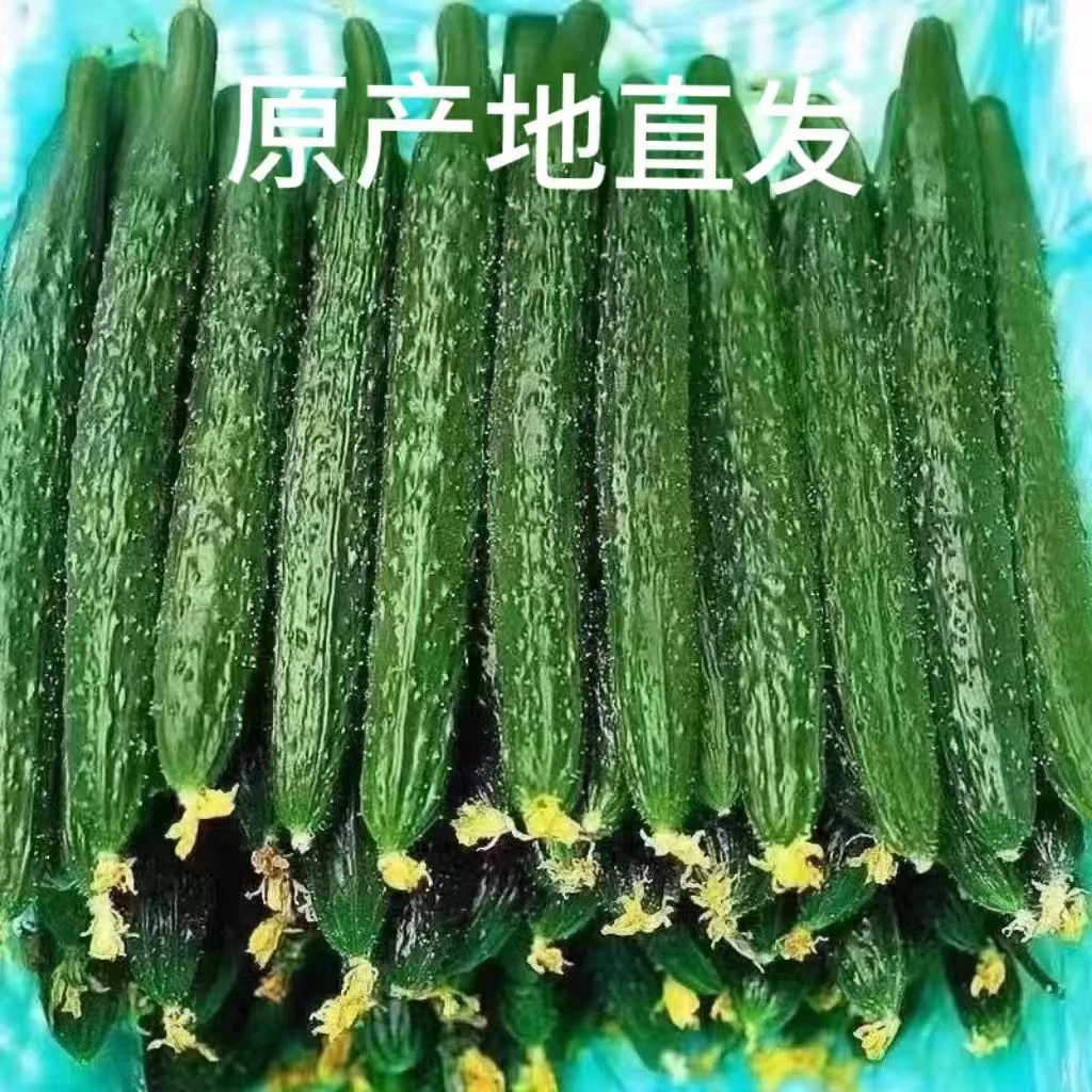新鲜黄瓜现摘生吃长条带刺黄瓜农家种植黄瓜当季东北绿心蔬菜
