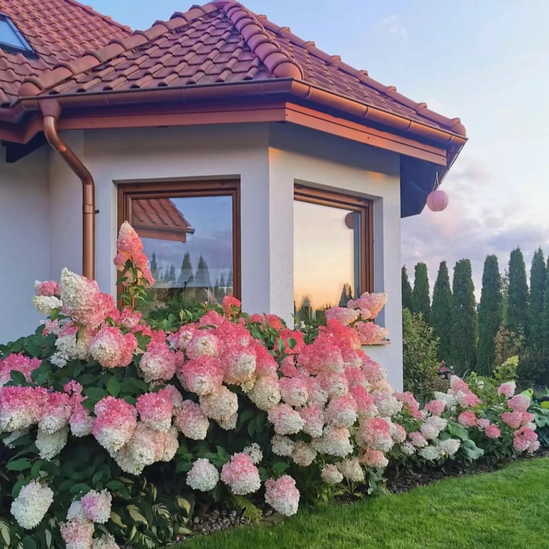 淡蓝花园【圆锥木绣球】夏日美人五加仑石灰等耐寒耐高温 花园庭院