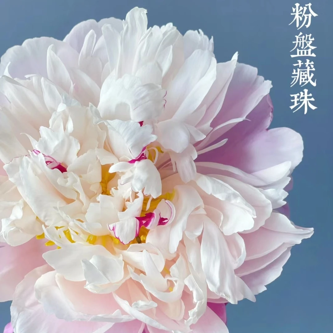 国内大芍药鲜花“粉盘藏株”菏泽基地直发