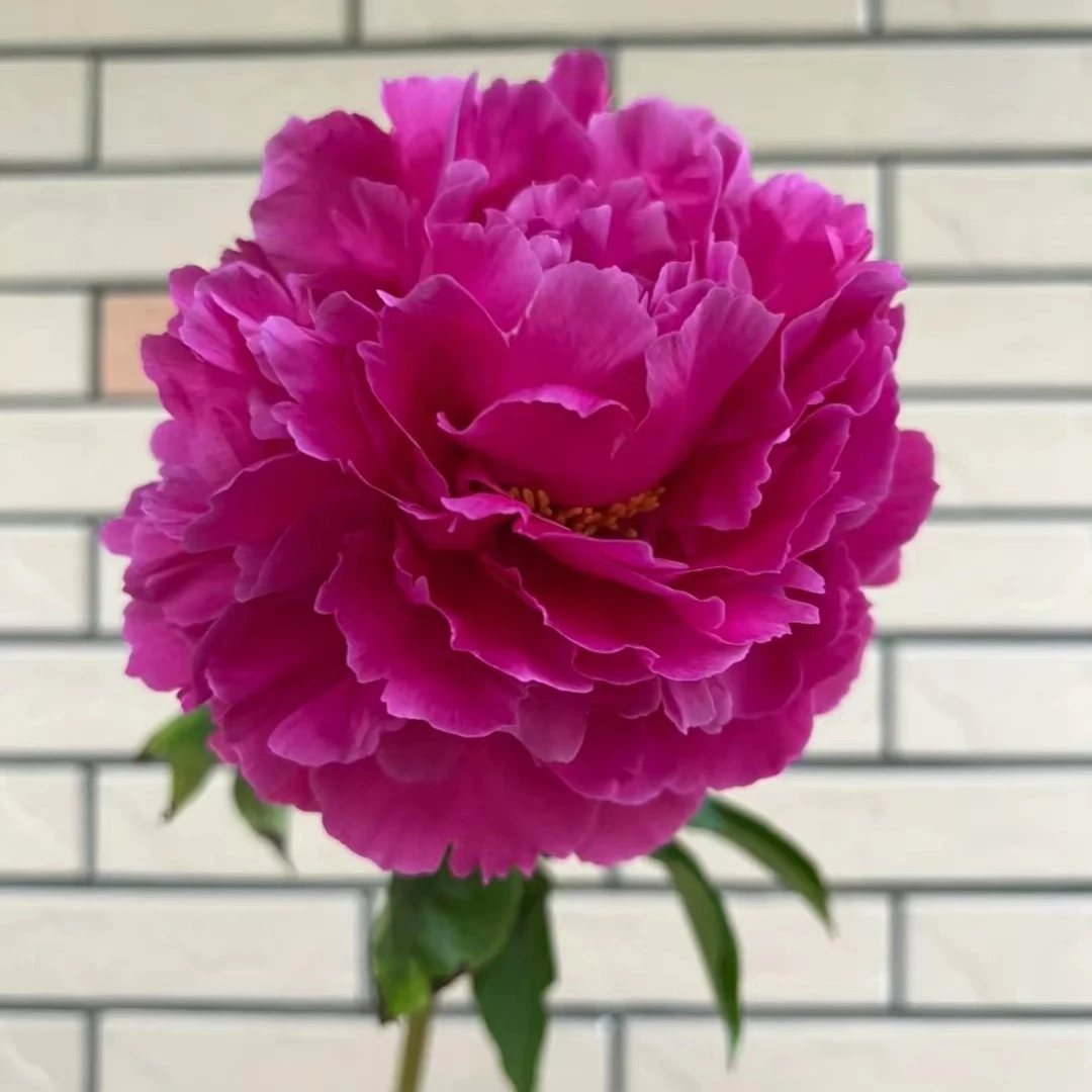 千朵蹊精品红峰芍药苗  菏泽基地直发 秋天发货花卉