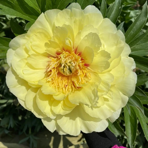 【芭次拉】伊藤系列 牡丹芍药的混血儿  一年苗