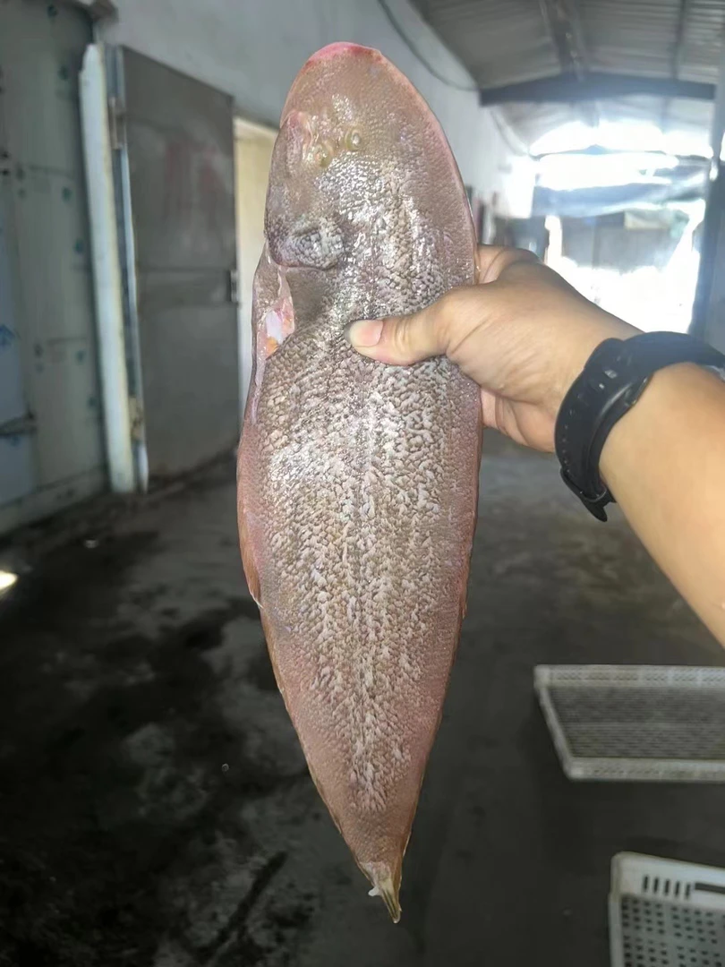 护眼内港龙利鱼（塔西）