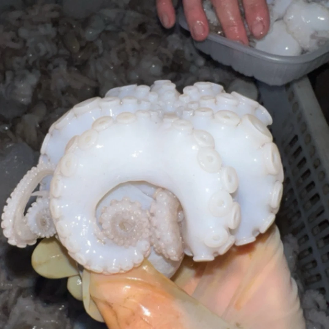 冷冻迷你八爪鱼 海鲜水产爆头短腿