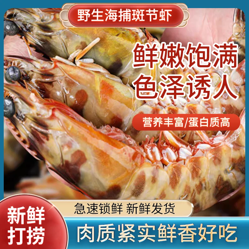 野生海捕斑节虾 新鲜美味营养丰富 深海海捕