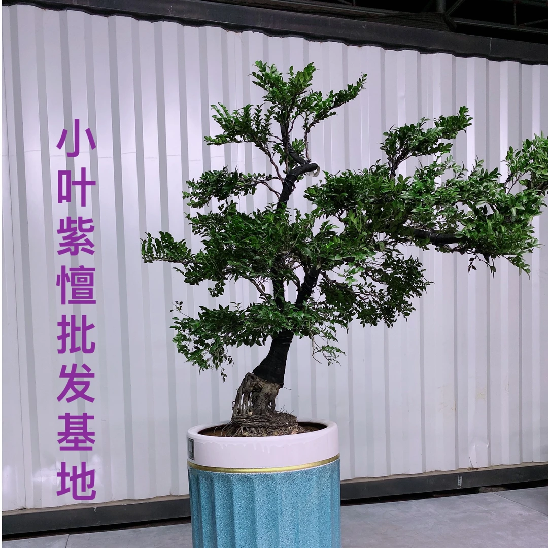 高端盆景黑骨茶小叶紫檀别墅造型景观绿植庭院园艺四季常青盆栽