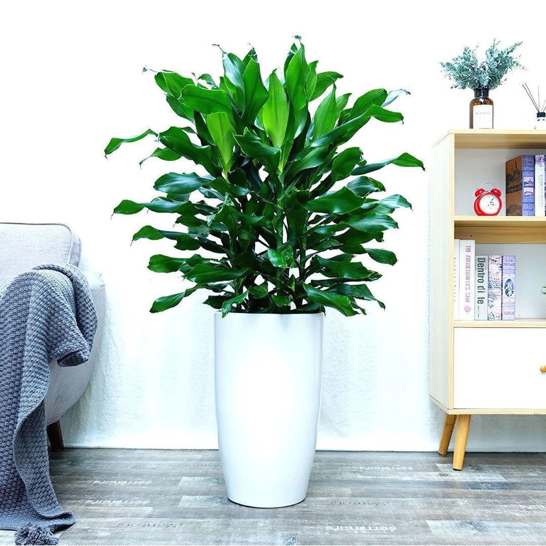 螺纹铁植物花卉盆栽客厅室内办公室净化空气四季常青绿植盆景富贵