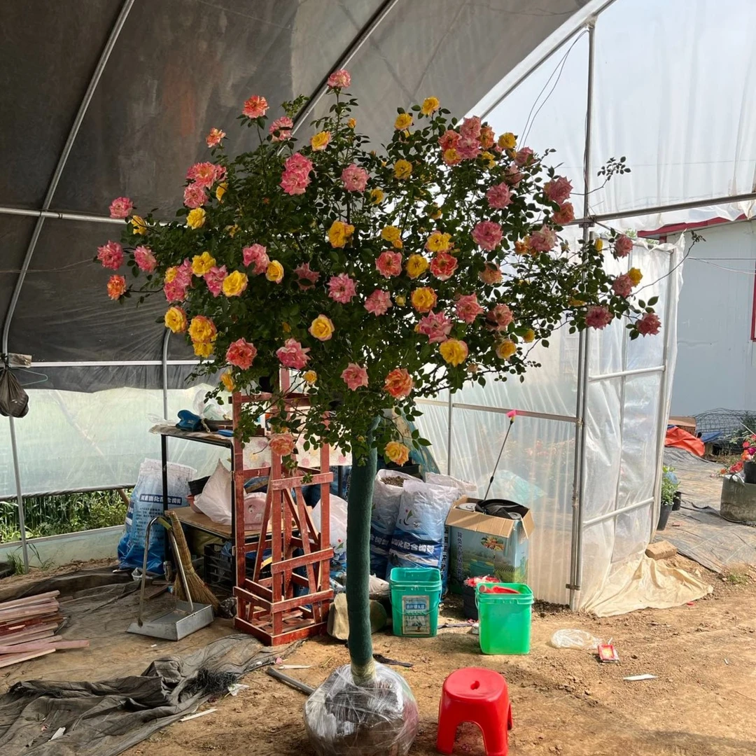 顺丰包邮 彩虹树桩月季 庭院阳台盆栽地栽大花浓香四季开花精品