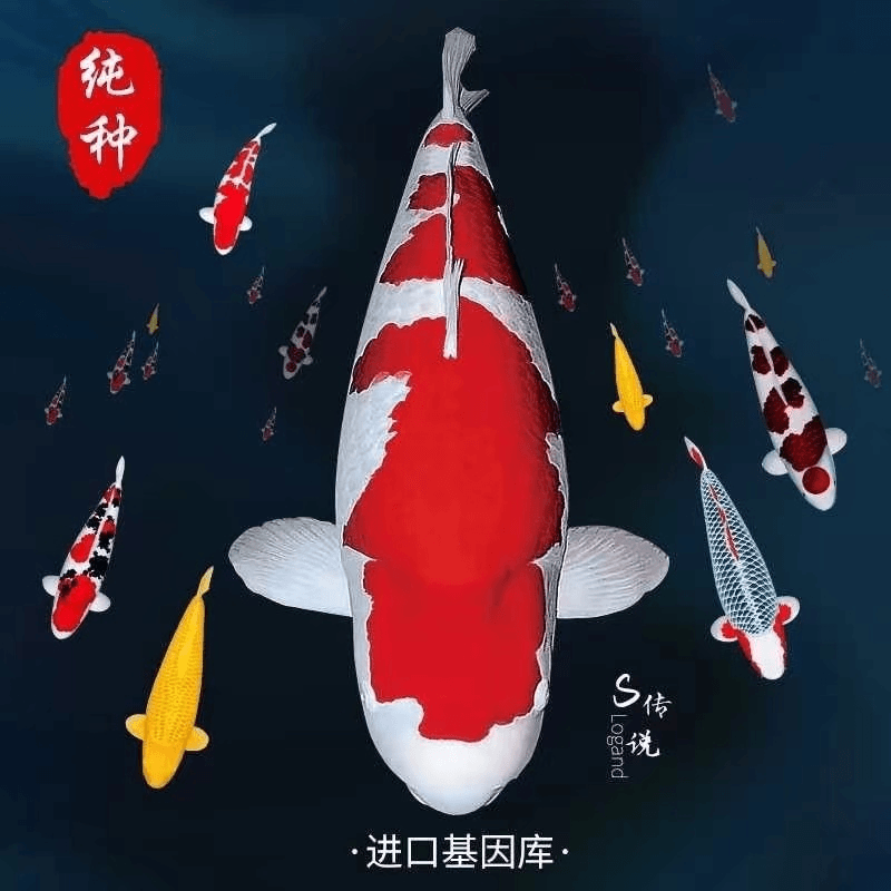 锦鲤直播间日本纯种锦鲤活鱼红白大正昭和丹顶白写淡水冷水观赏鱼