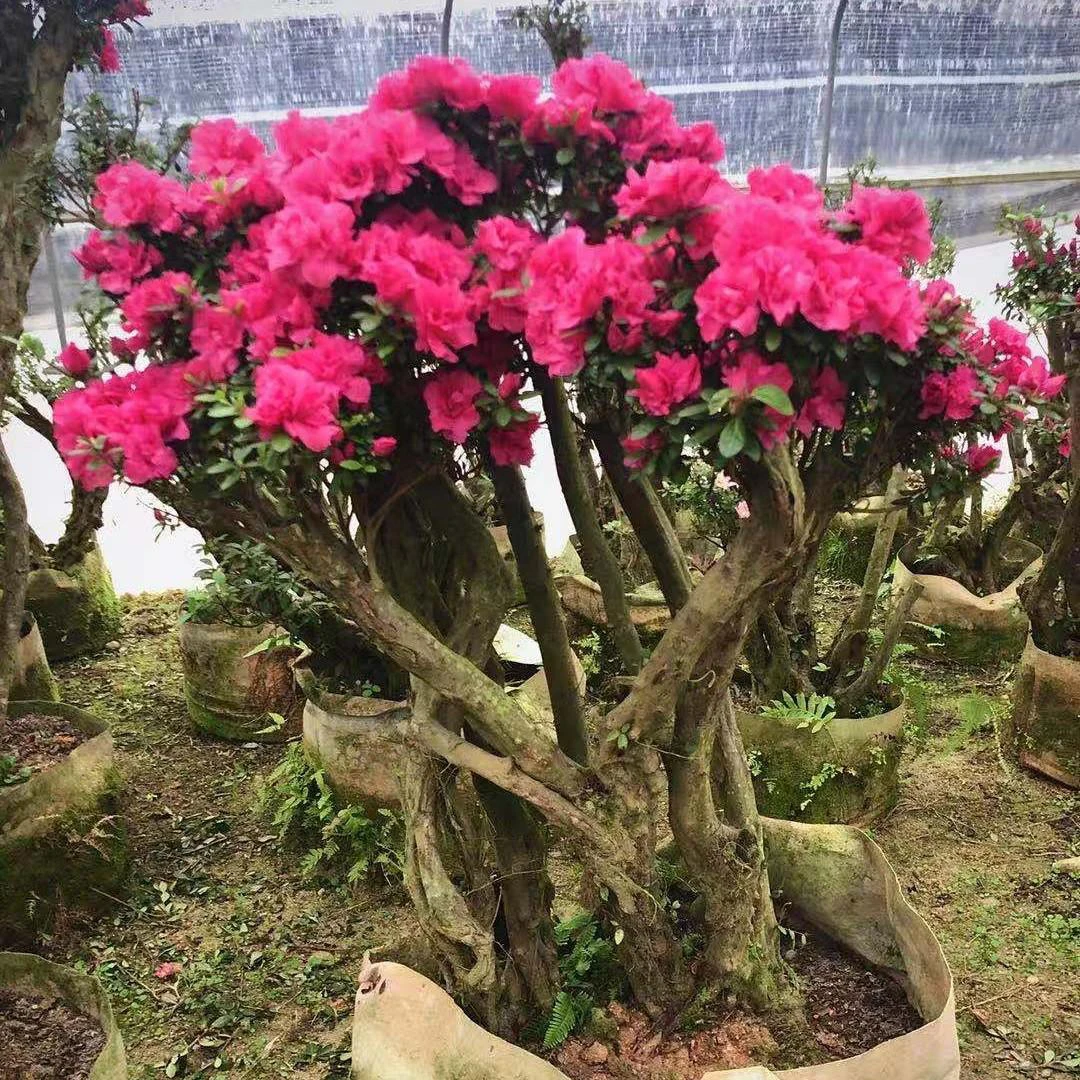 精品杜鹃花老桩阳台室内庭院花卉