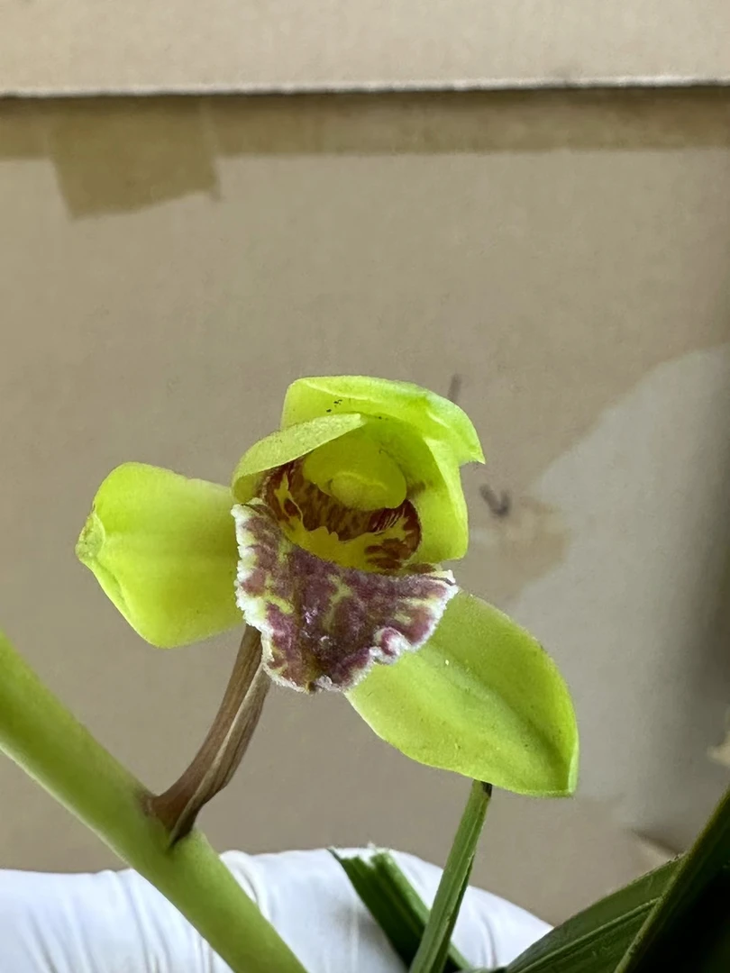 正品国兰一物一拍