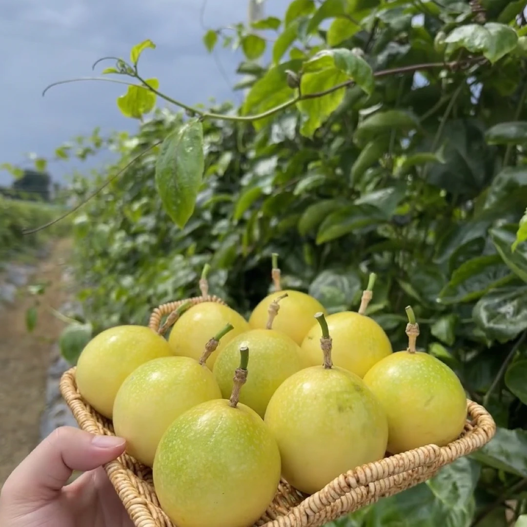 尝鲜福利黄金百香果大表姐果园现发鲜甜新鲜包邮钦蜜9号百香果