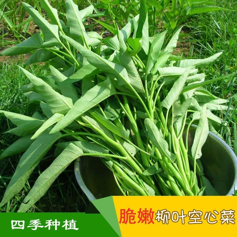 竹叶上市种子种籽苗四季菜苗春季柳叶蔬菜菜籽青菜菜种