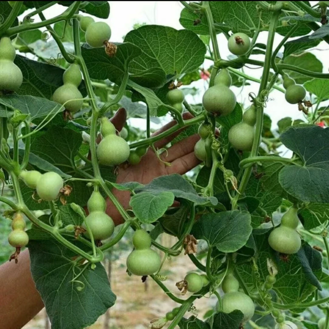盆栽手捻葫芦种子小葫芦种籽四季种观赏阳台庭院盆栽爬藤种孑