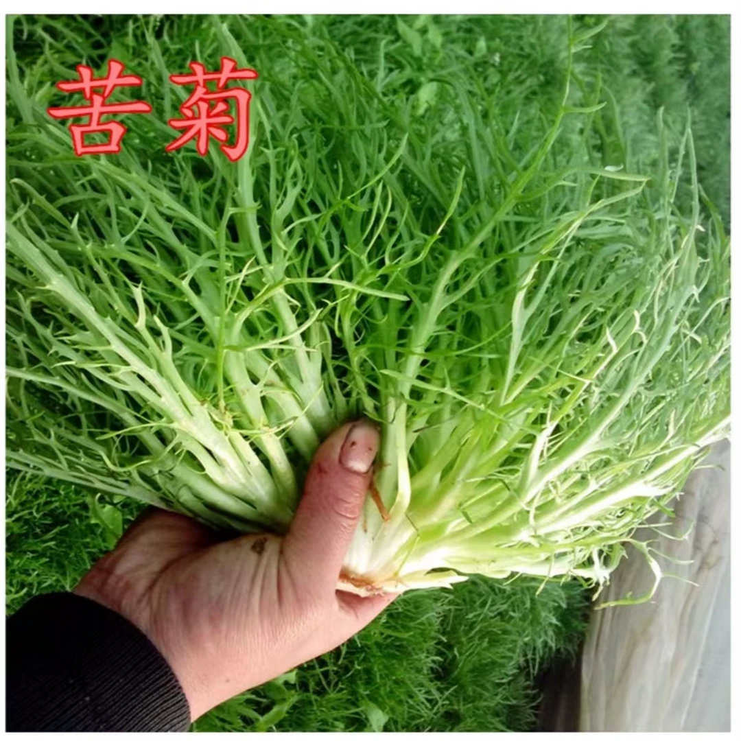 黄心碎叶苦苣种子沙拉生菜苦苣青菜籽阳台盆栽四季播种蔬菜种孑