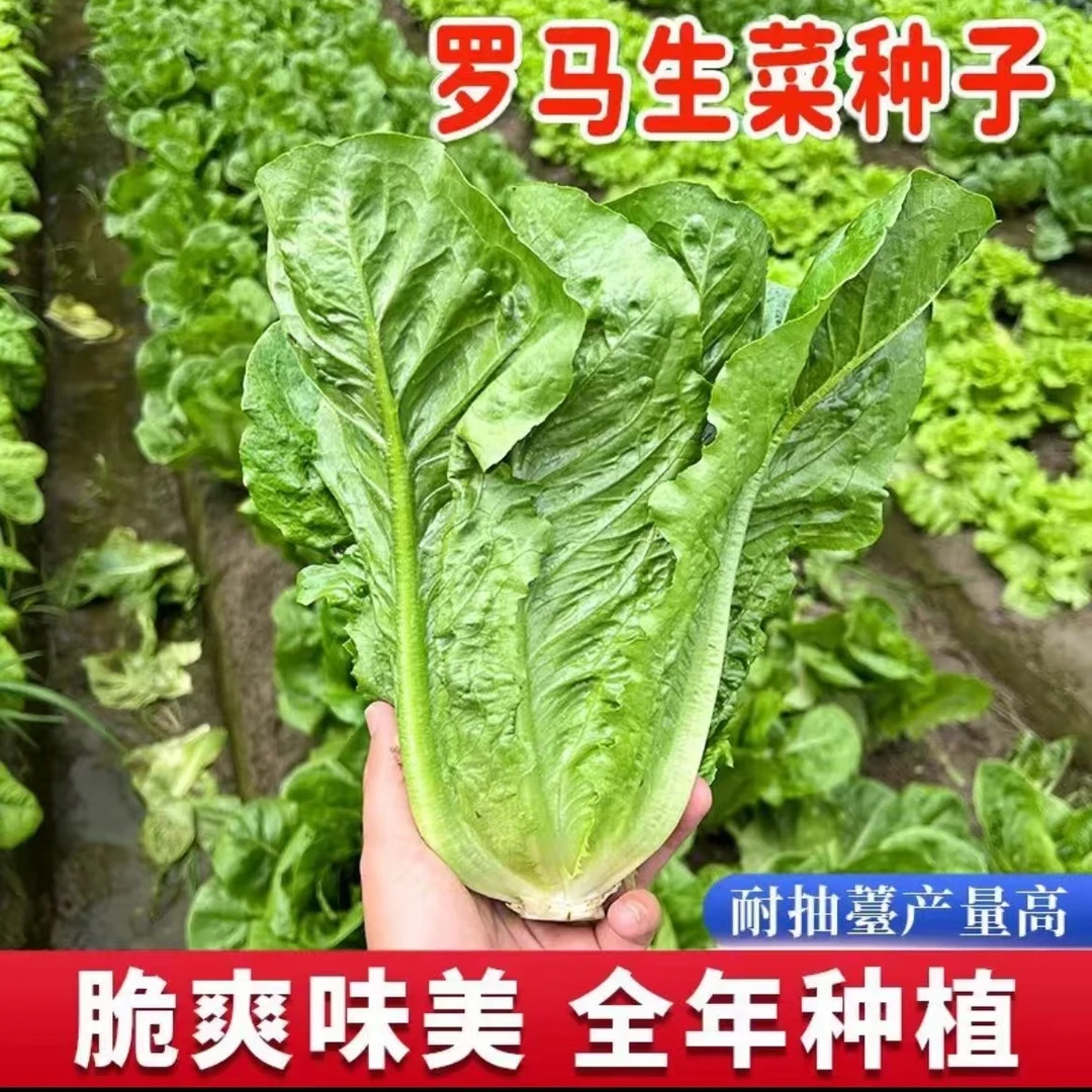 罗马生菜种子品质籽大叶罗马生菜种子四季种植耐寒农家高产易种植