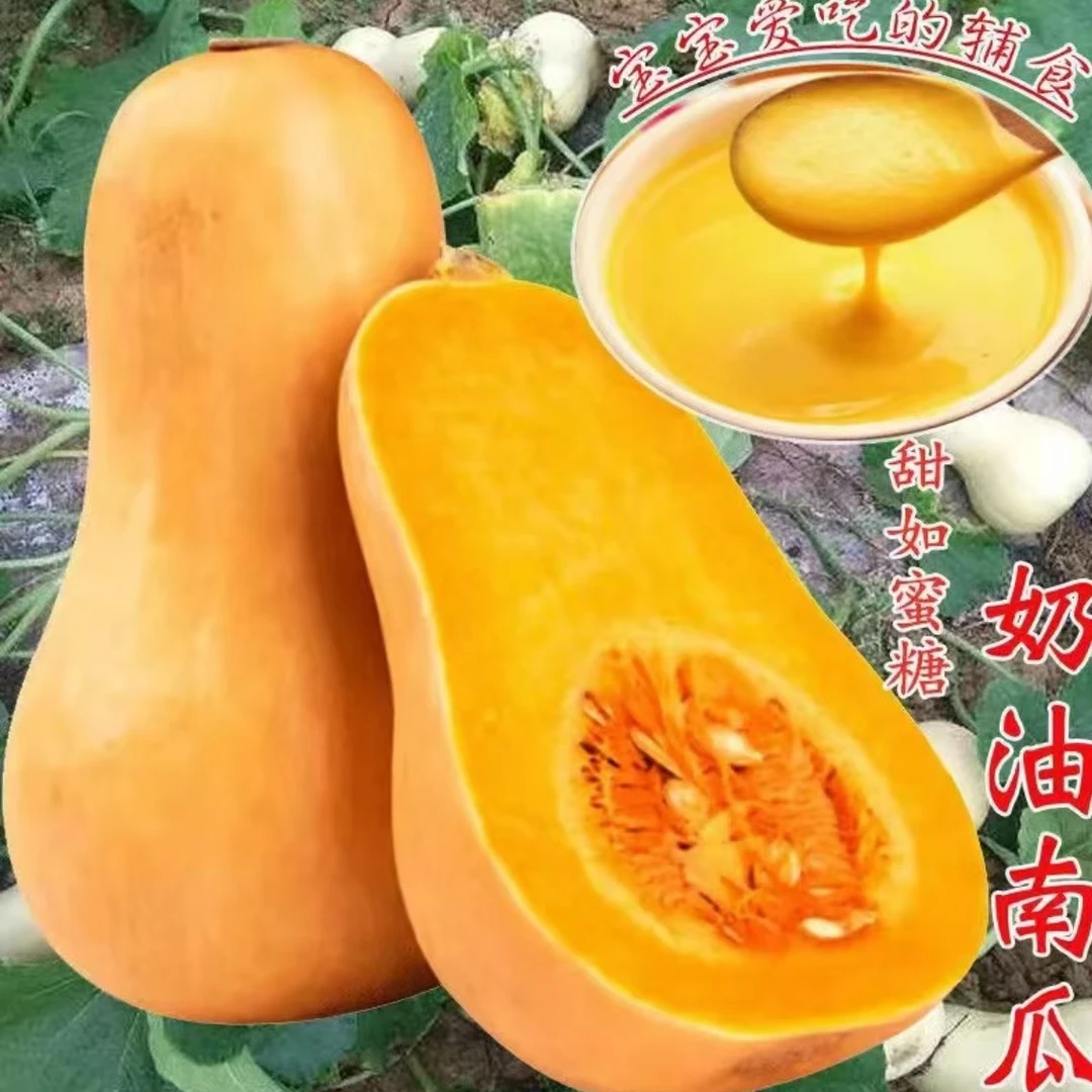 奶油南瓜种子家庭种子迷你超甜瓜孑小桔瓜籽春秋季蔬菜种子